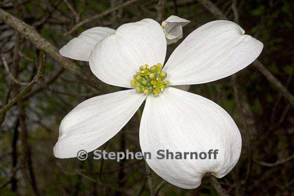 cornus florida 4 graphic